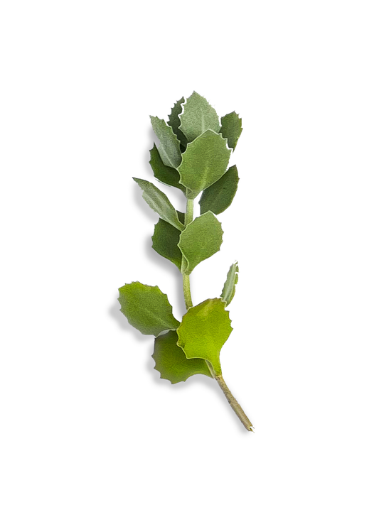 Millot Kalanchoe Succulent Cuttings