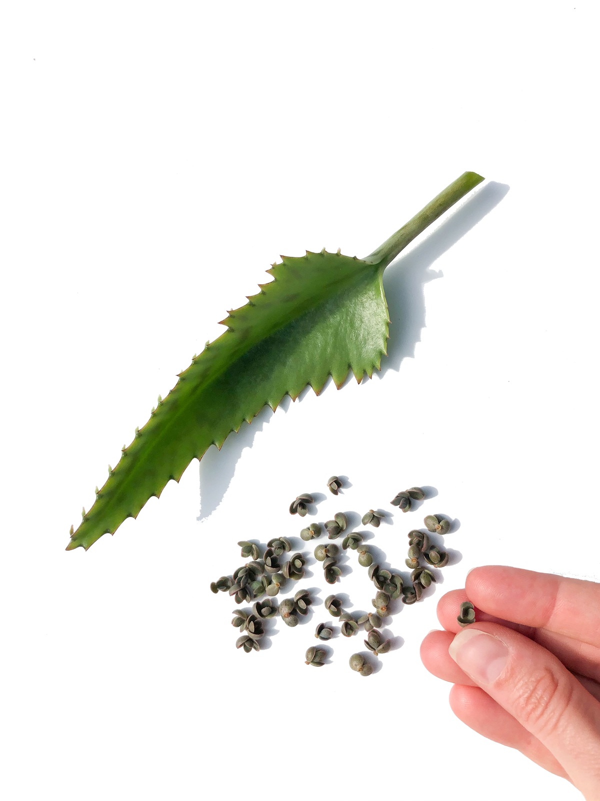 Mother of Thousands Succulent Leaf Cuttings