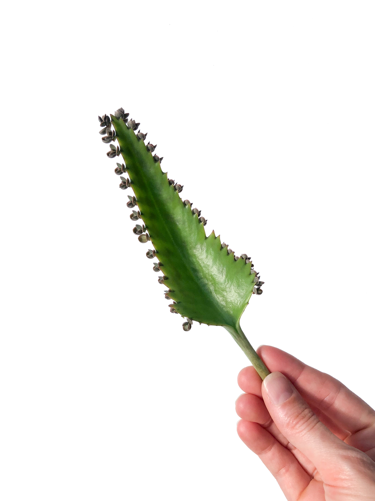 Mother of Thousands Succulent Leaf Cuttings