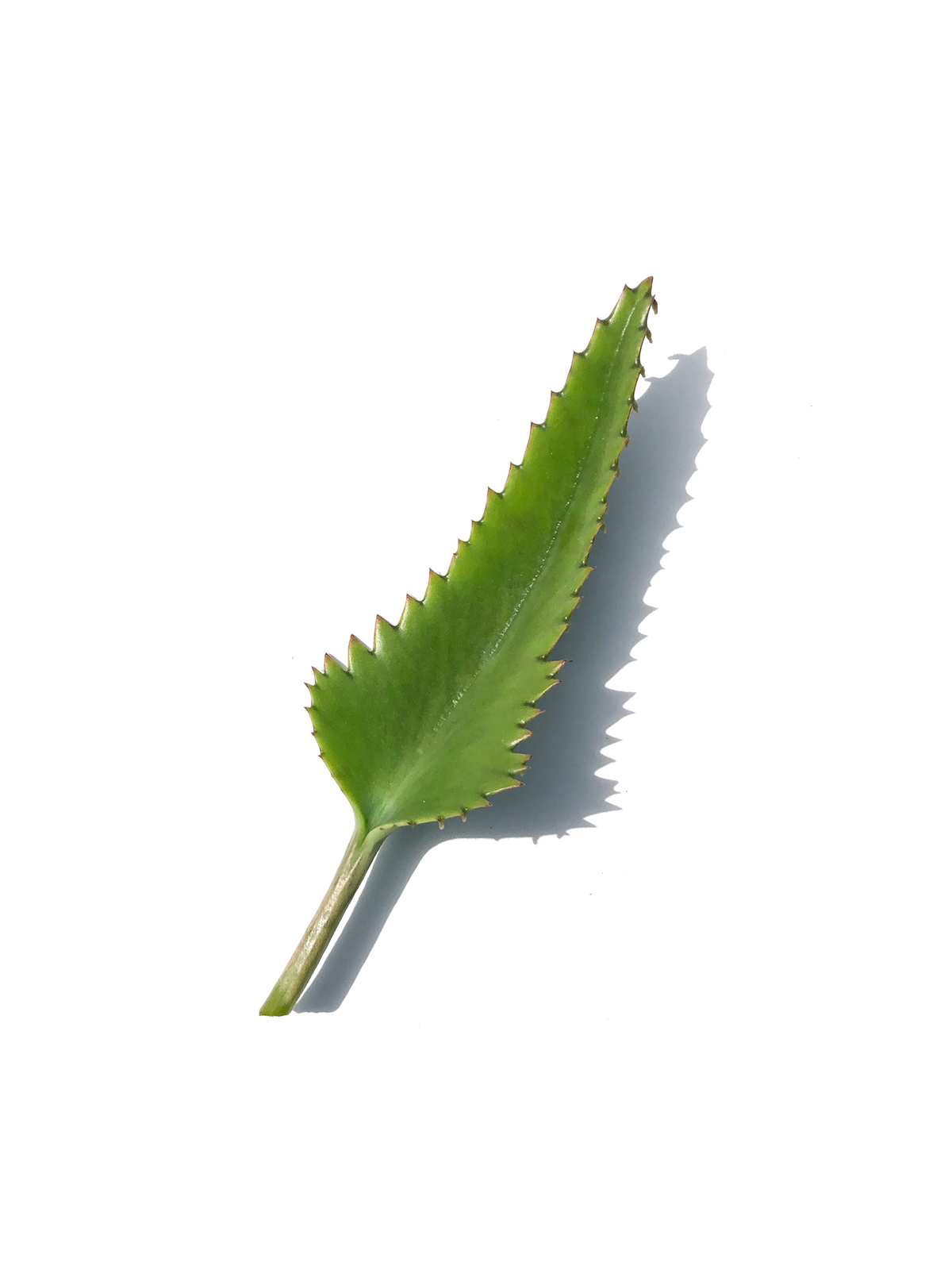 Mother of Thousands Succulent Leaf Cuttings