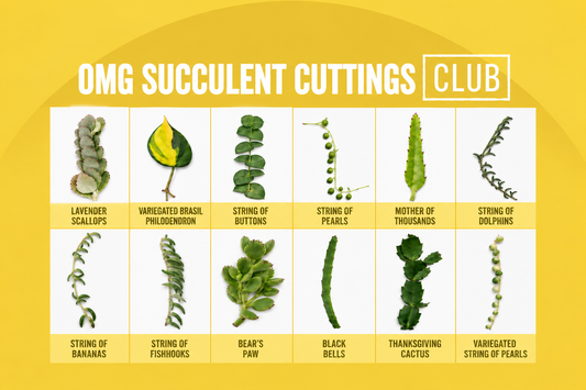 OMG Cuttings Club