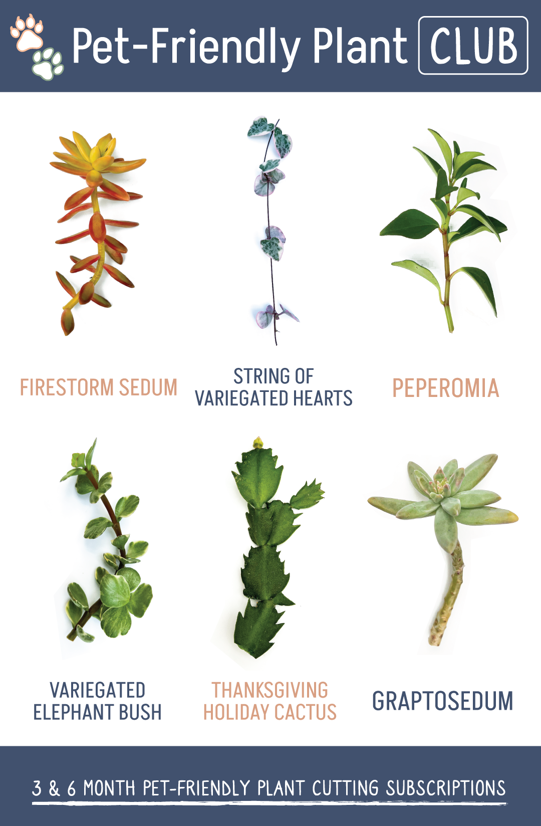 Pet-Friendly Plant Cuttings Club