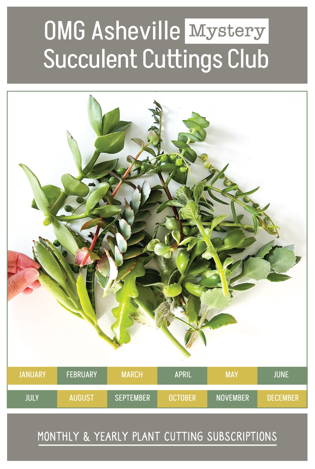 succulent plant of the month club Mystery Plant Cuttings Club – OMG Asheville