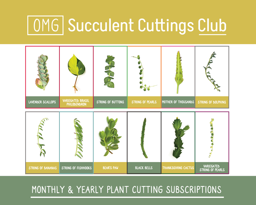 succulent of the month OMG Cuttings Club – OMG Asheville