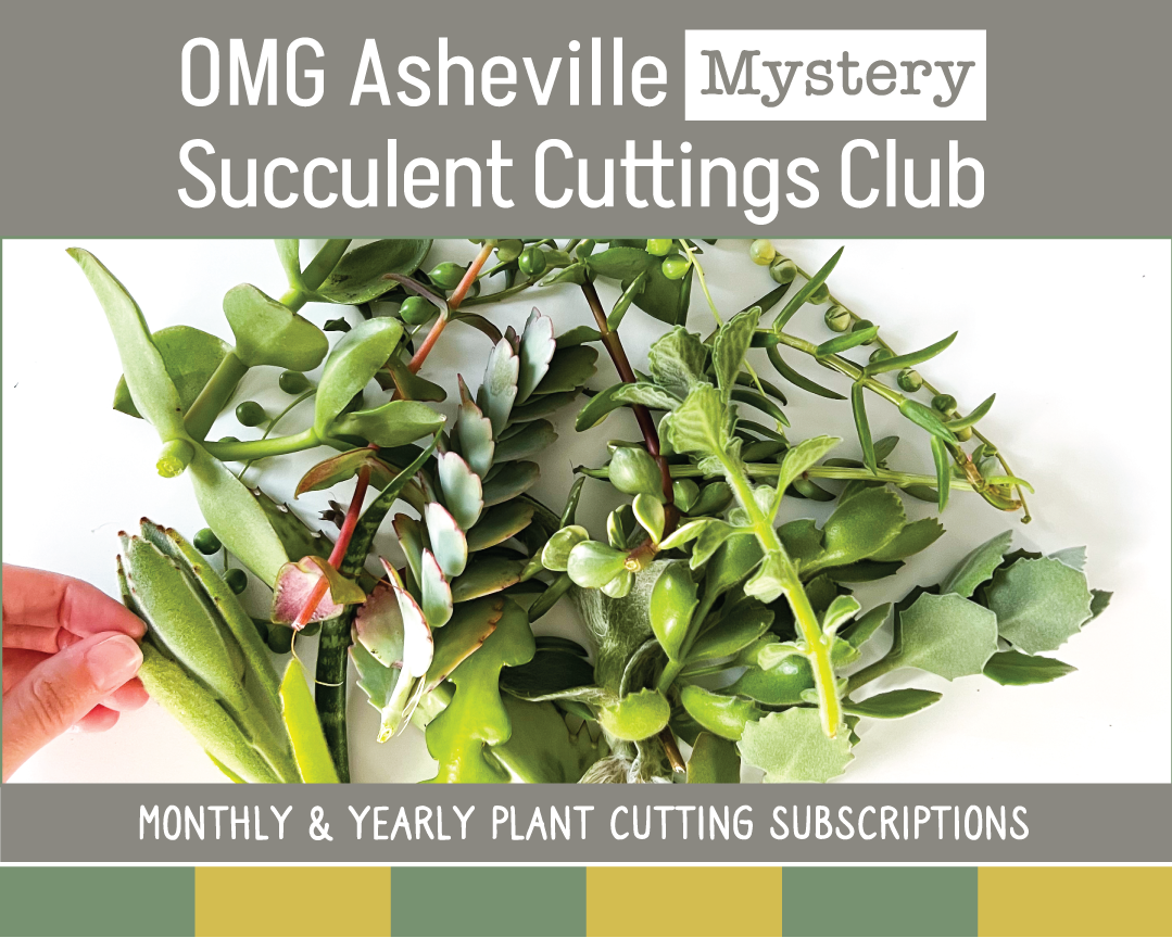 mystery succulent Mystery Plant Cuttings Club – OMG Asheville