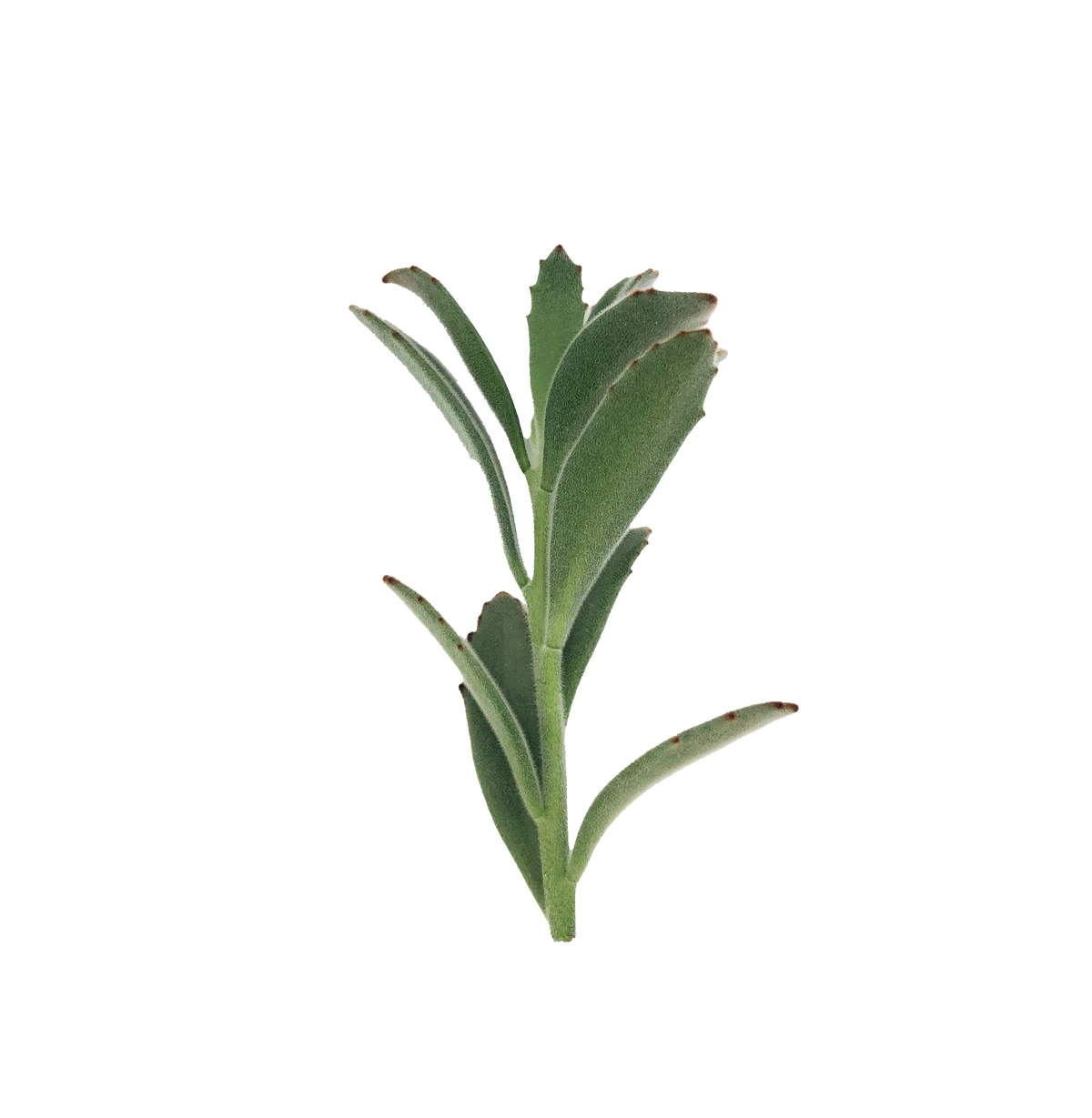Panda Plant Cuttings