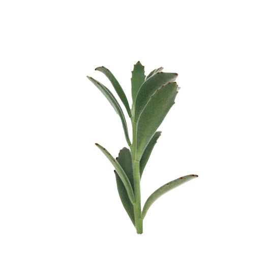 Panda Plant Cuttings