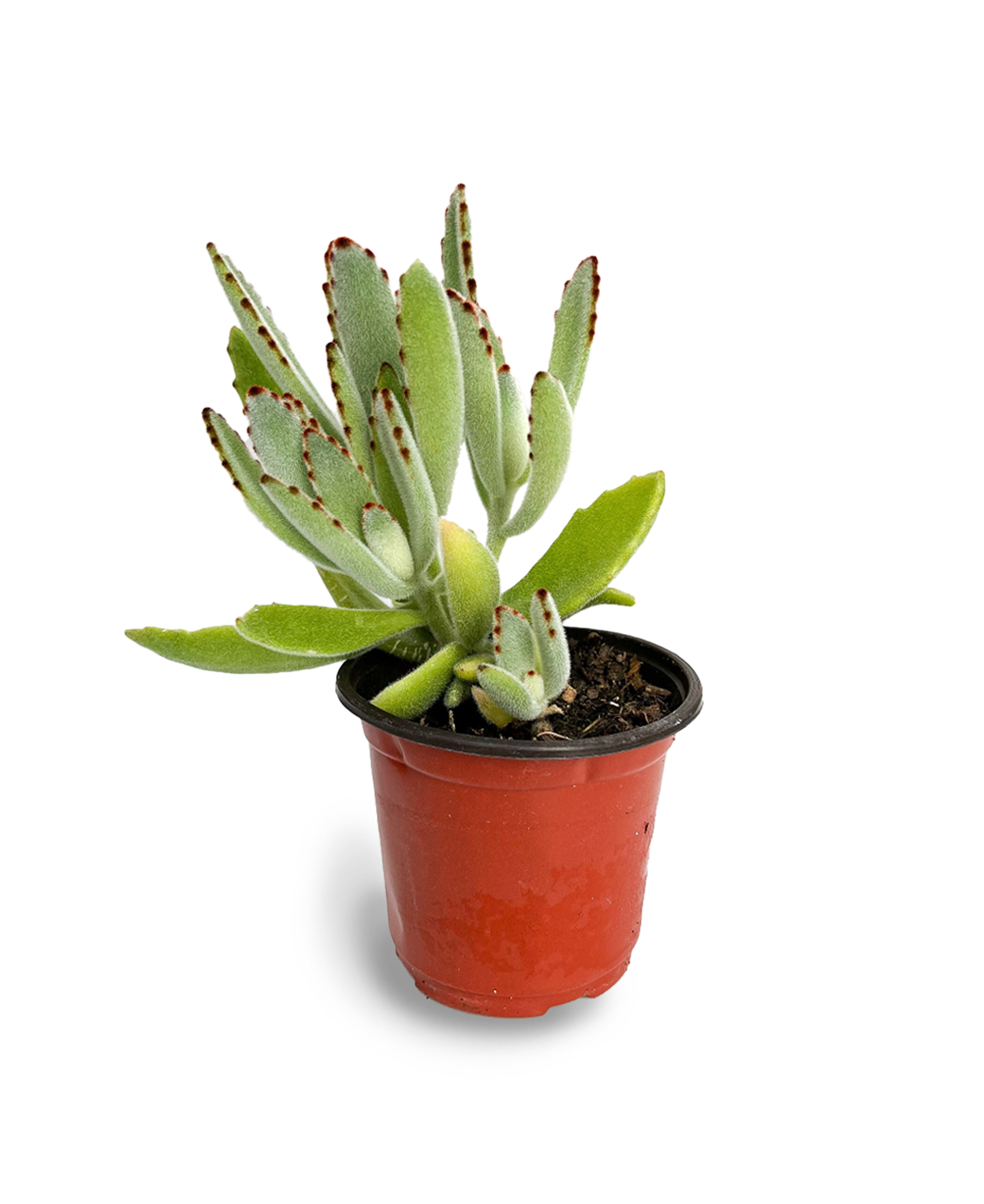 succulent panda Panda Plant 4