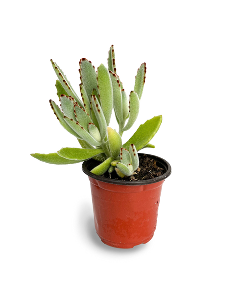 Panda Plant 4