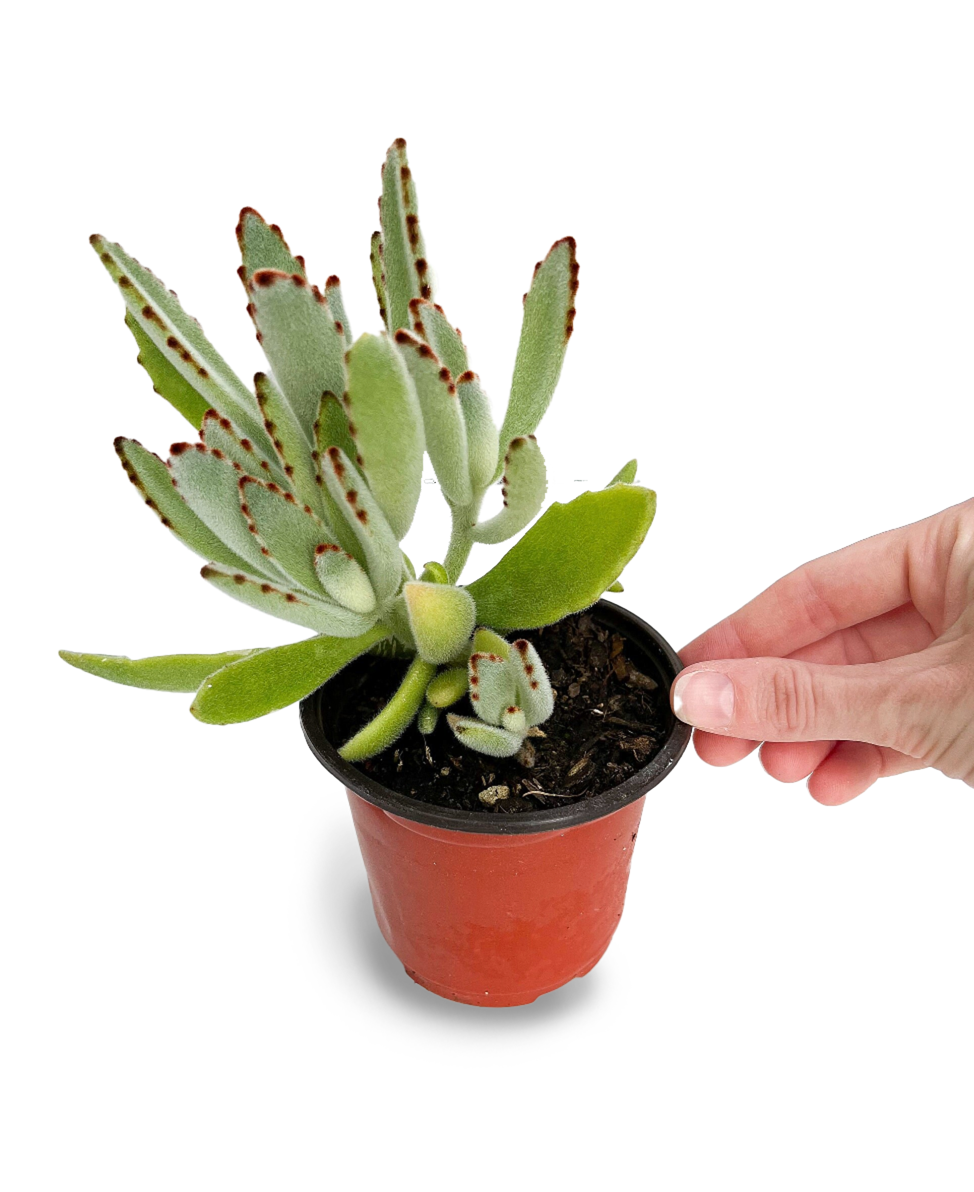 panda plant succulent propagation Panda Plant 4" Potted Succulent – OMG Asheville