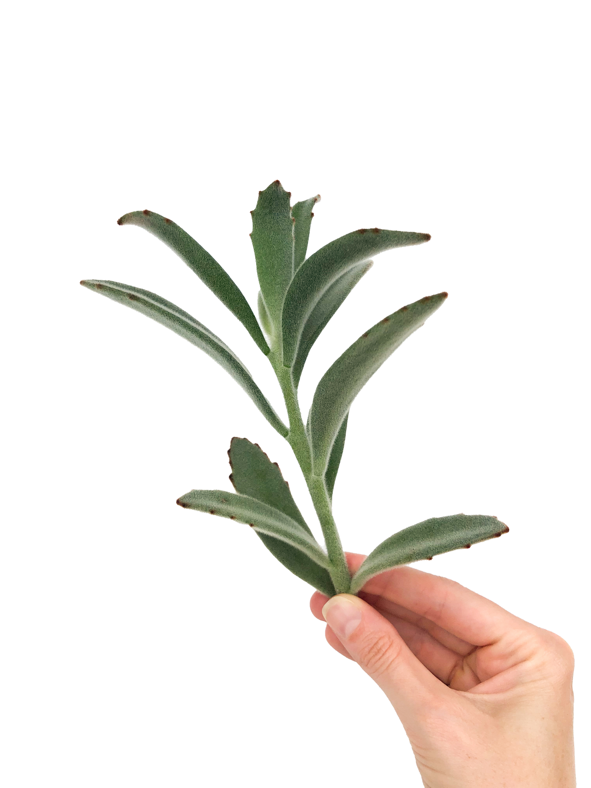 Panda Plant Cuttings
