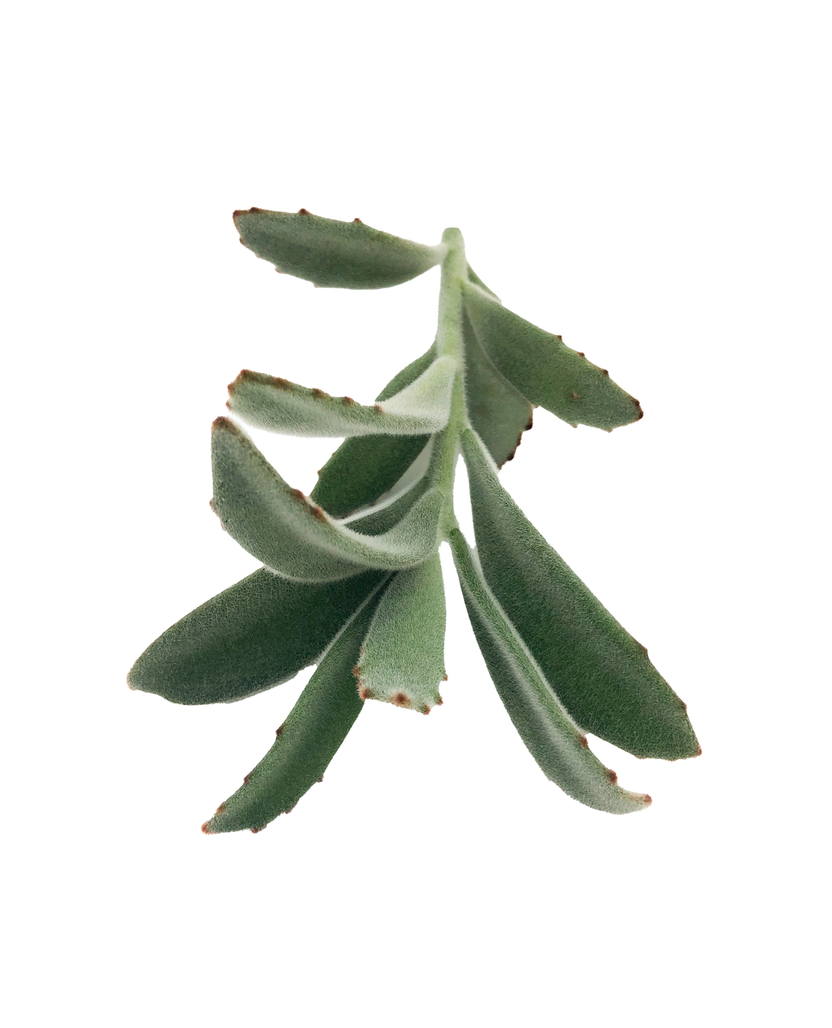 Panda Plant Cuttings
