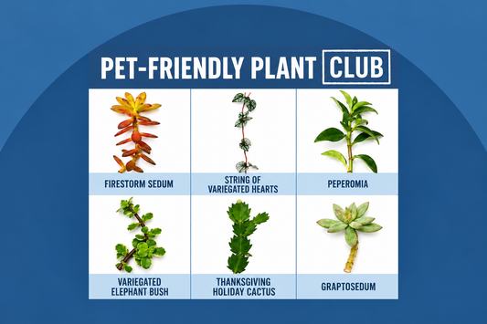 Pet-Friendly Plant Cuttings Club