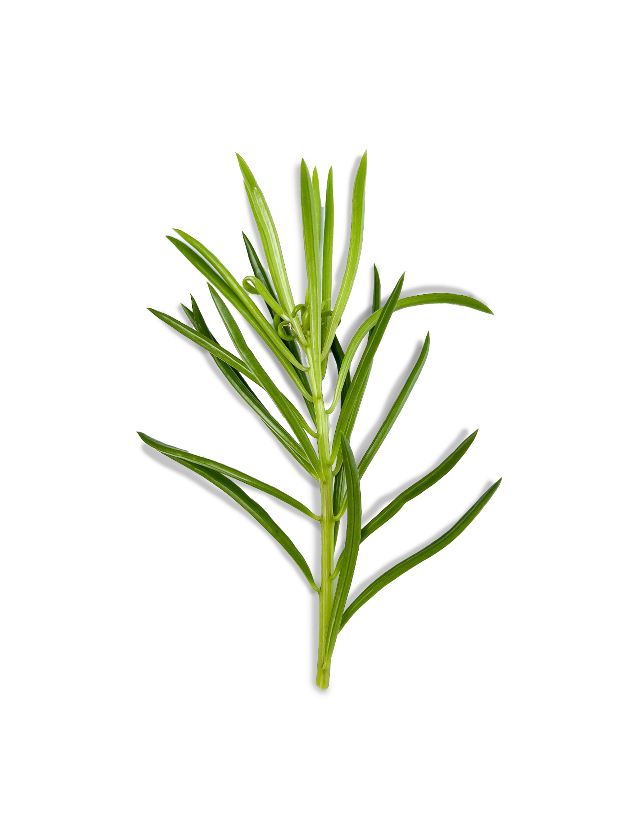 pincushion succulent Pincushion Peperomia Rare Succulent Cuttings