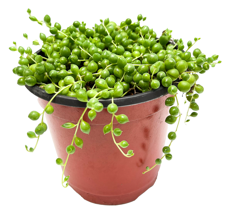 PLANTS