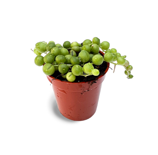 Baby String of Pearls 2" Potted Succulent Plant