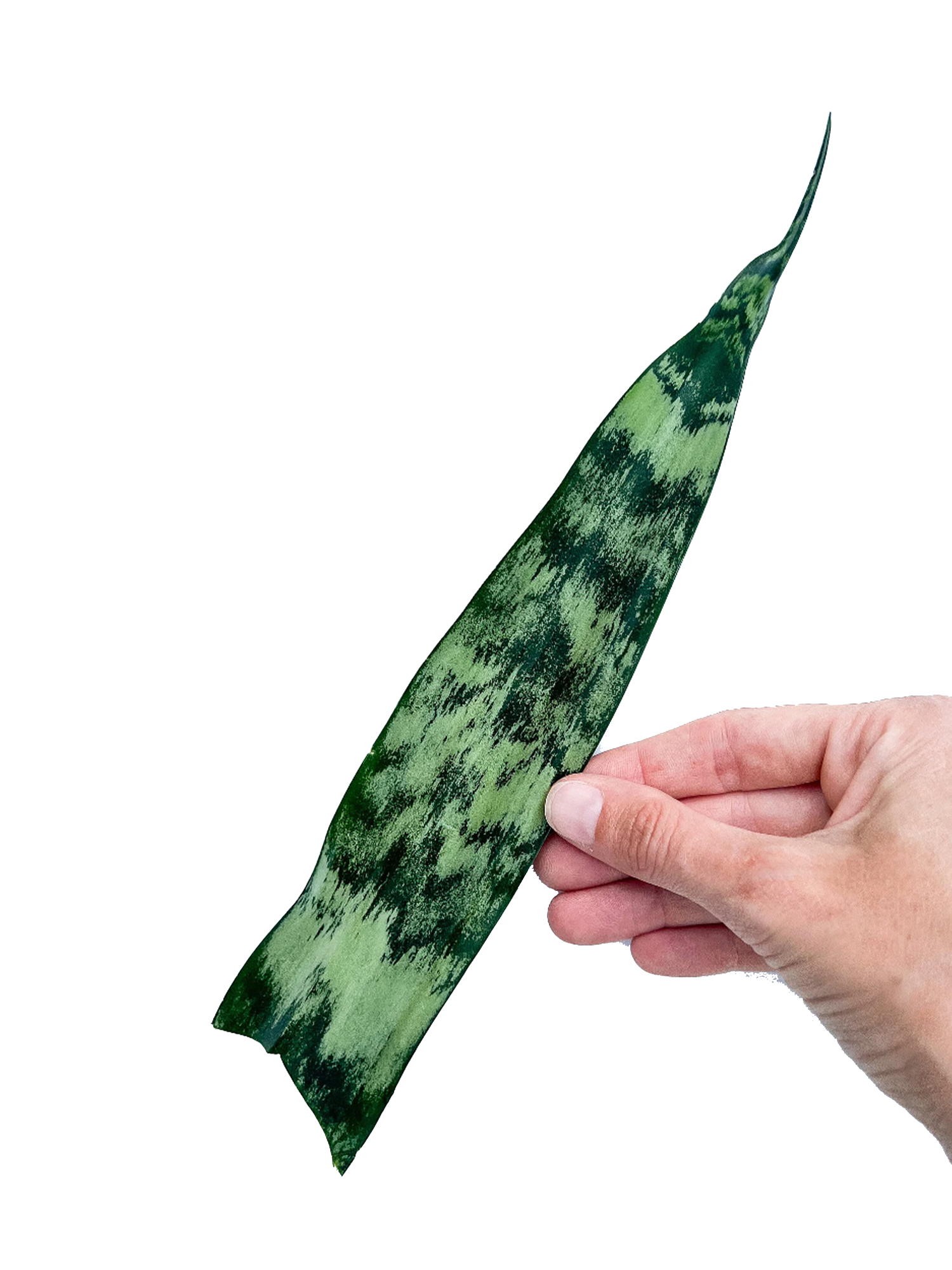 black coral snake plants Black Coral Snake Plant Cuttings – OMG Asheville