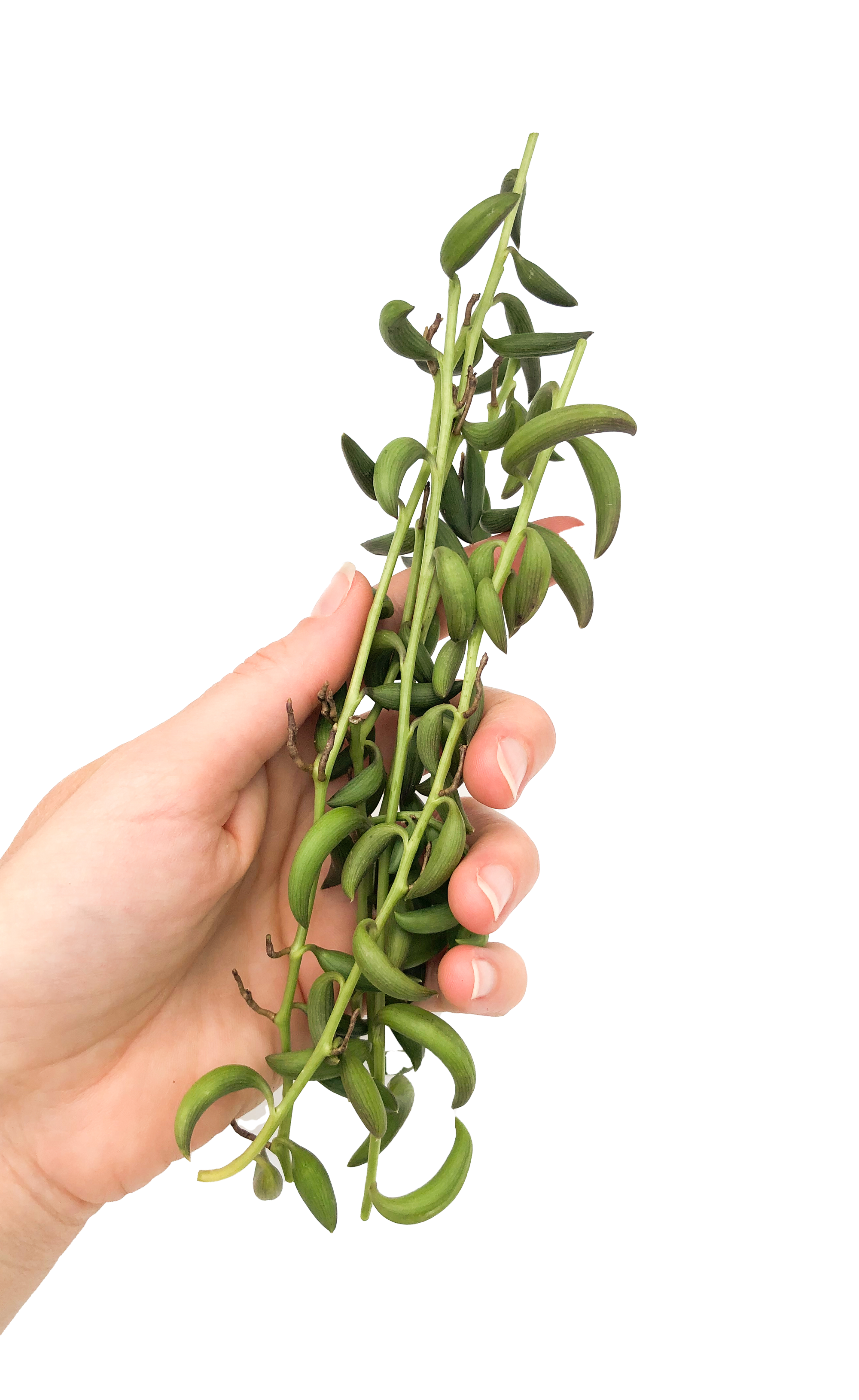 bunch of bananas succulent String of Bananas Cuttings (Curio radicans) Packs of 3, 5, or 10 – OMG Asheville
