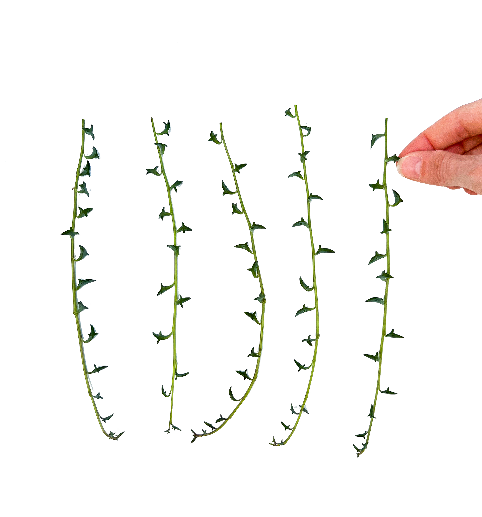 dolphin succulent propagation String of Dolphins Rare Succulent Cuttings – OMG Asheville
