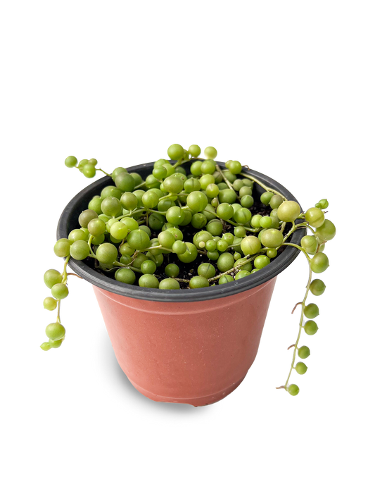 String of Pearls 4" Potted Succulent Plant