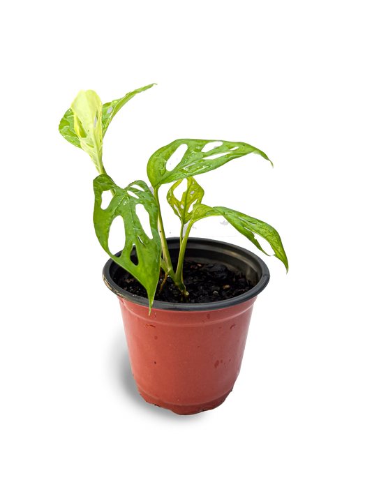 Swiss Cheese Monstera 4" Potted Plant