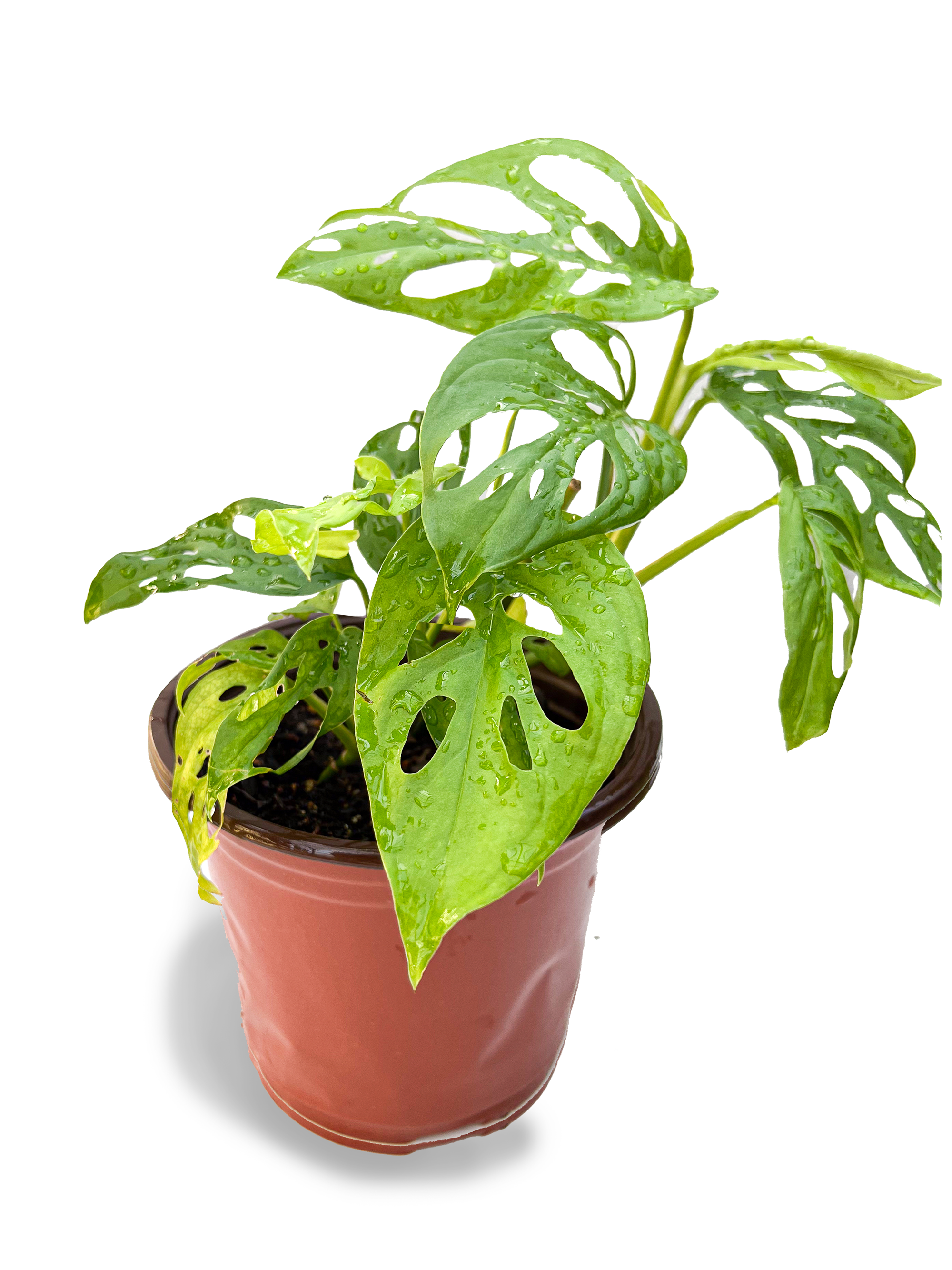 potted swiss cheese plant Swiss Cheese Monstera 6" Potted Plant – OMG Asheville