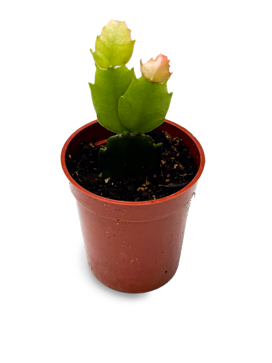 Baby Thanksgiving Cactus 2" Potted Holiday Cactus