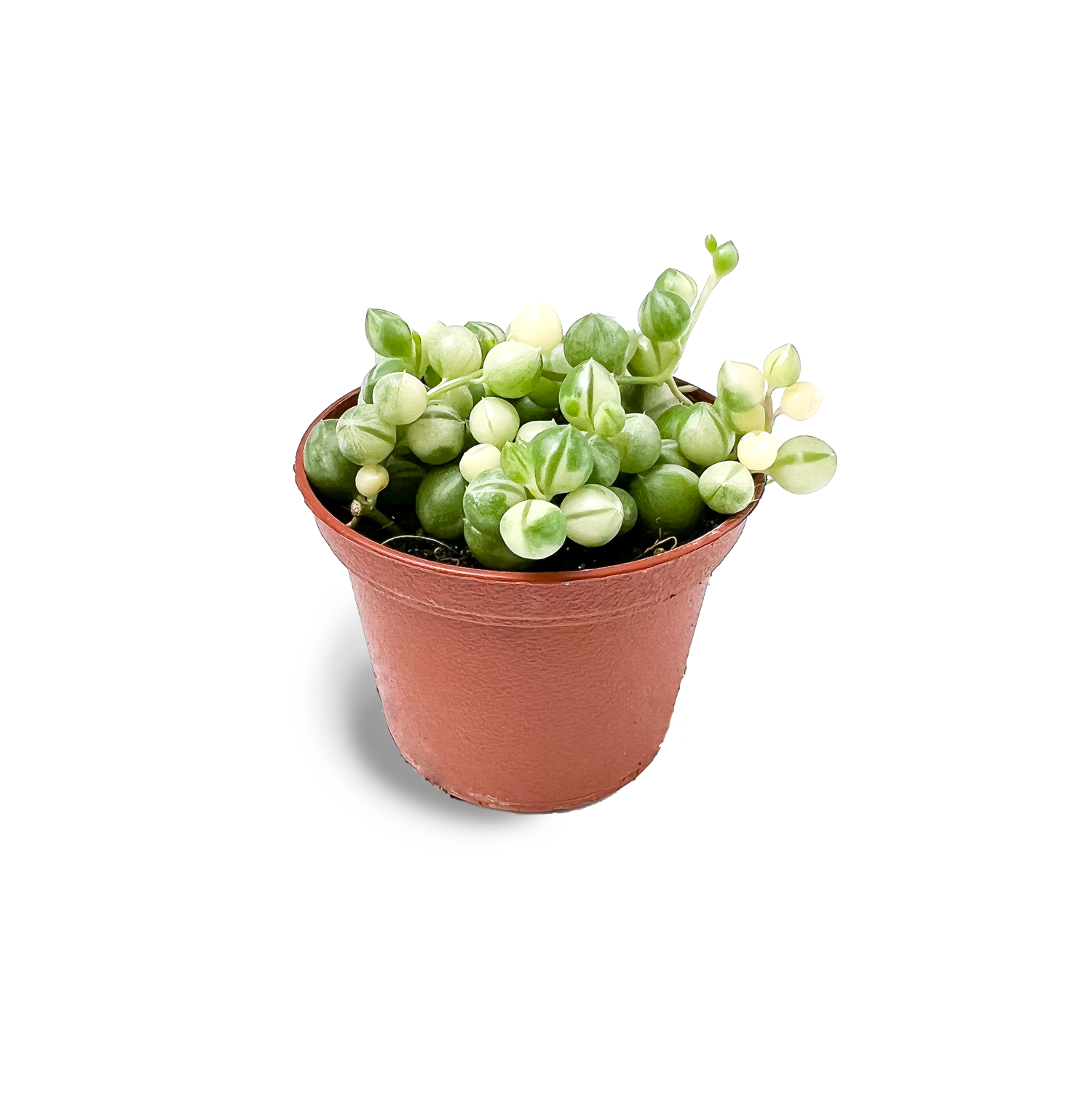 variegated pearls succulent Baby Variegated String of Pearls 2" Rare Succulent Potted Plant – OMG Asheville