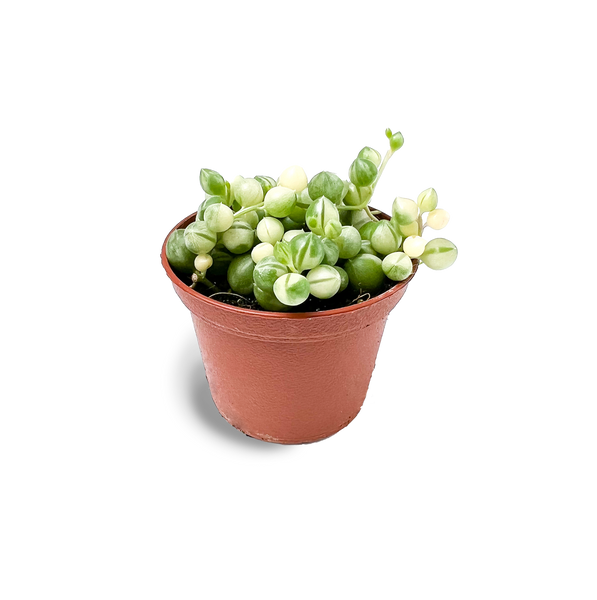 Baby Variegated String of Pearls 2