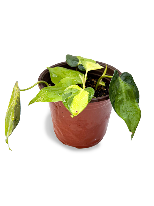 Variegated Brasil Philodendron 6" Potted Plant